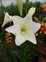 [5138 Global Justice No01.JPG]